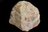 Polished Dinosaur Bone (Gembone) Section - Colorado #73035-1
